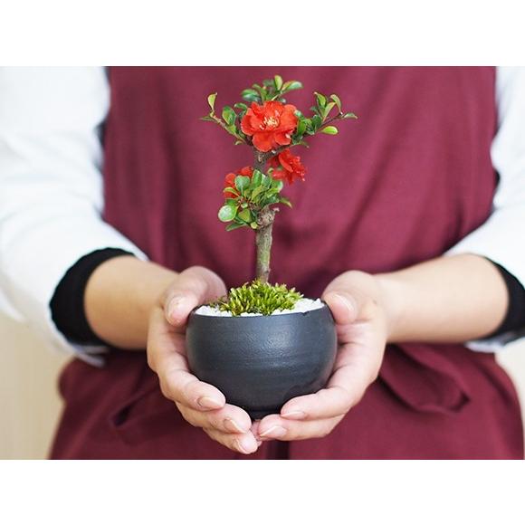 ミニ八重長寿梅 八重の花 ボリューム 盆栽 ミニ盆栽 四季咲き ミニ八重長寿梅 八重の花 ボリューム 盆栽 ミニ盆栽 四季咲き