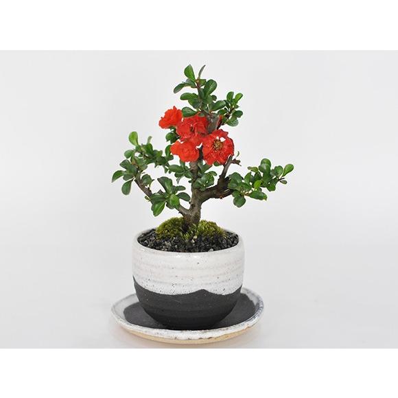 八重長寿梅 八重の花 いっぷく椀 盆栽 ミニ盆栽 四季咲き プレゼント