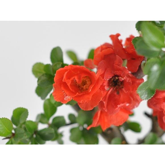 八重長寿梅 八重の花 いっぷく椀 盆栽 ミニ盆栽 四季咲き プレゼント