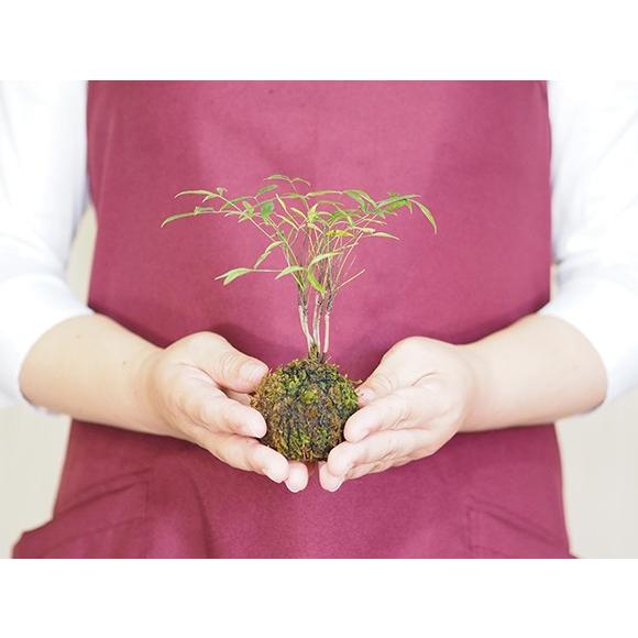 南天の苔玉 南天 ナンテン コケ玉 苔玉 山野草 敬老の日 インテリア テラリウム 涼しい a2409 盆栽妙 ヤフー店 通販 Yahoo ショッピング