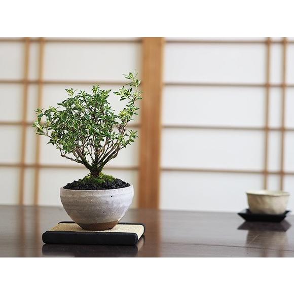 白丁花 : 盆栽妙 ヤフー店 - 通販 - Yahoo!ショッピング