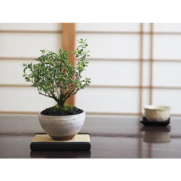 白丁花 : 盆栽妙 ヤフー店 - 通販 - Yahoo!ショッピング