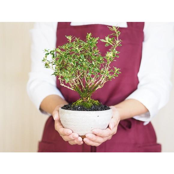 白丁花 : 盆栽妙 ヤフー店 - 通販 - Yahoo!ショッピング