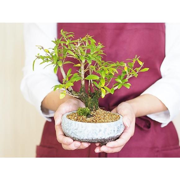 送料無料 盆栽 ねじ幹ザクロ ミニ盆栽 実のなる盆栽 : 盆栽妙 ヤフー店
