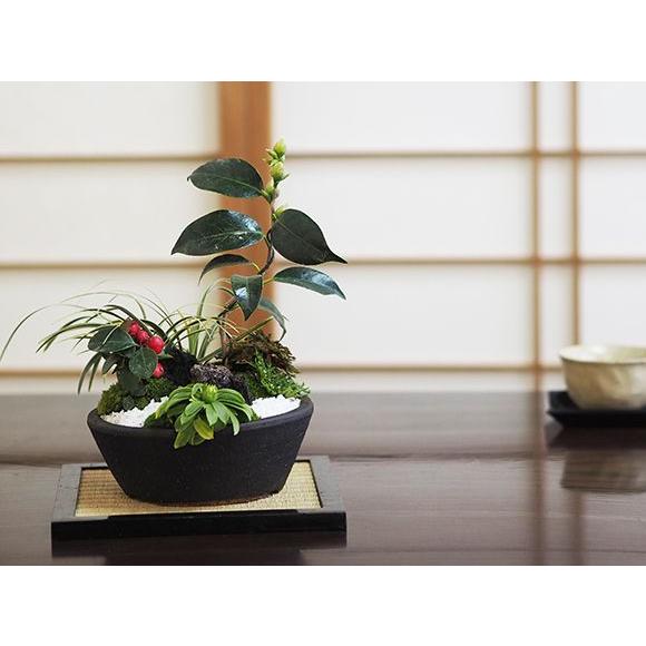 盆栽 モダン おまかせ お正月 福 縁起物 植物 五葉松 梅 ぼんさい 正月