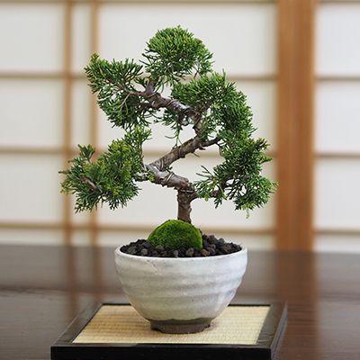 真柏【真柏 盆栽 ミニ盆栽 鉢植】 : 盆栽妙 ヤフー店 - 通販 真柏【真柏 盆栽 ミニ盆栽 鉢植】 : 盆栽妙 ヤフー店 - 通販