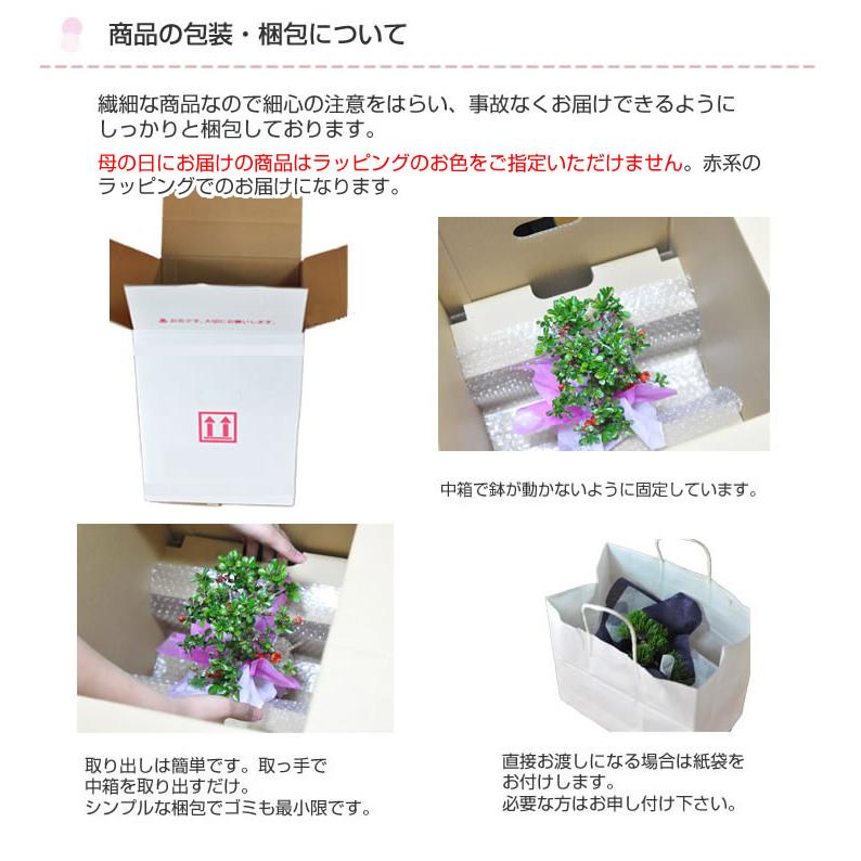 盆栽 藤 1才藤 フジ 紫花 鉢植え ギフト 藤盆栽 ふじ 花 観葉植物