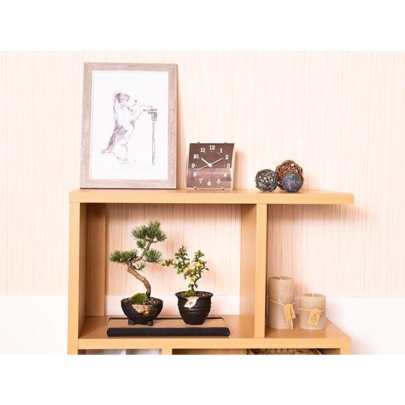 盆栽 花 松 ペア セット 白花 長寿梅 五葉松 ミニ 人気 盆栽 花 松 ペア セット 白花 長寿梅 五葉松 ミニ 人気
