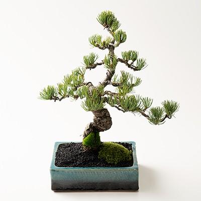 盆栽 松 五葉松 花鳥風月 洗練 和モダン 雅シリーズ 人気 ランキング 60代 70代 新しい 趣味 a2600 盆栽妙 ヤフー店 通販 Yahoo ショッピング