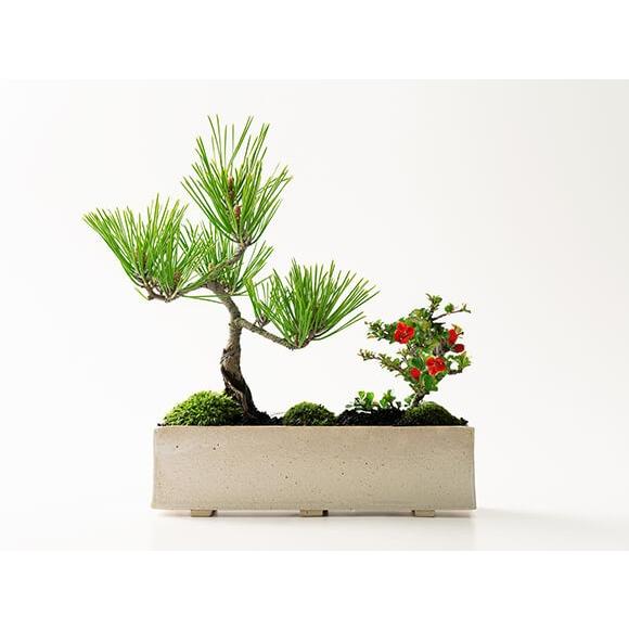 や*す様 三河黒松『全長約180㎝赤松/五葉松,盆栽 近畿地方限定着払い配達&植 や*す様 三河黒松『全長約180㎝赤松/五葉松,盆栽 近畿地方限定