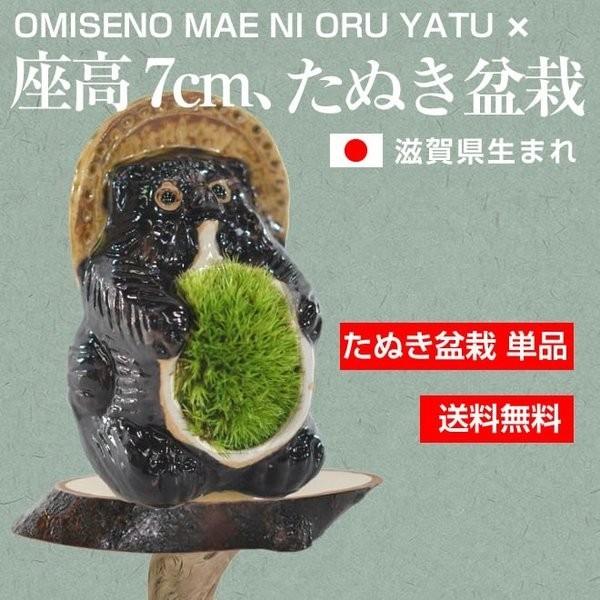 盆栽 苔 信楽焼たぬき 苔盆栽 ブランド 人気 ランキング 60代 70代