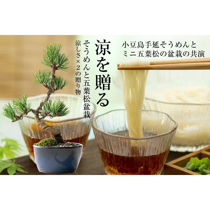 松盆栽 松 樹齢 5年 ミニ五葉松 そうめん セット ランキング プレゼント 初心者 国産 香川 小豆島　_1