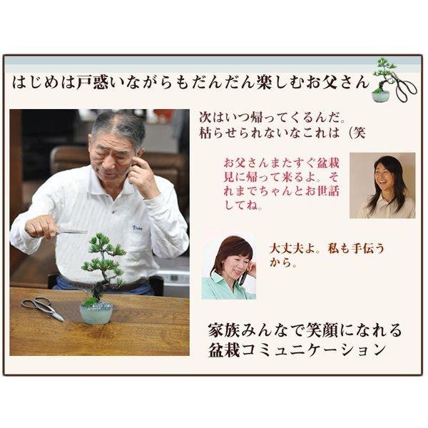 松盆栽 松 樹齢 5年 ミニ五葉松 そうめん セット ランキング プレゼント 初心者 国産 香川 小豆島　_10