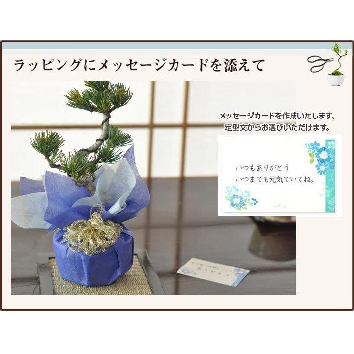 松盆栽 松 樹齢 5年 ミニ五葉松 そうめん セット ランキング プレゼント 初心者 国産 香川 小豆島　_8