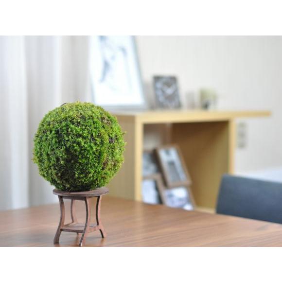 モスボール 22cm 苔盆栽 苔玉 和盆栽 山苔 ギフト 贈り物 おしゃれ モダン インテリア グリーン_2