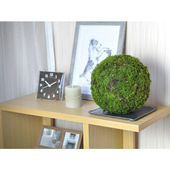 モスボール 22cm 苔盆栽 苔玉 和盆栽 山苔 ギフト 贈り物 おしゃれ モダン インテリア グリーン_3