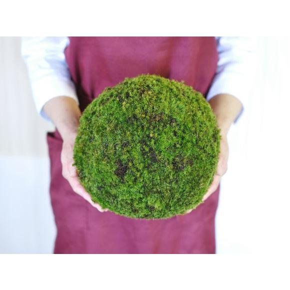 モスボール 22cm 苔盆栽 苔玉 和盆栽 山苔 ギフト 贈り物 おしゃれ モダン インテリア グリーン_7