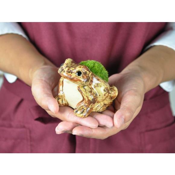 かえる苔盆栽 苔盆栽 苔 盆栽置物 コケ グリーン テラリウム 苔玉 こけ