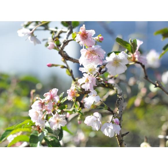 桜盆栽　十月桜 楽天市場】桜 盆栽 十月桜 十月桜の盆栽 春と秋の2回咲く 桜盆栽 ミニ