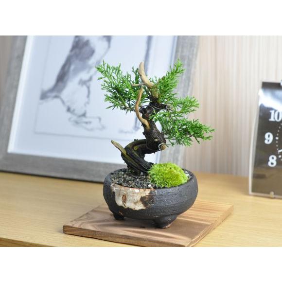 小品 真柏 松盆栽 鉢植え ミニ盆栽 ギフト 贈り物 おしゃれ 小品 真柏 松盆栽 鉢植え ミニ盆栽 ギフト 贈り物 おしゃれ