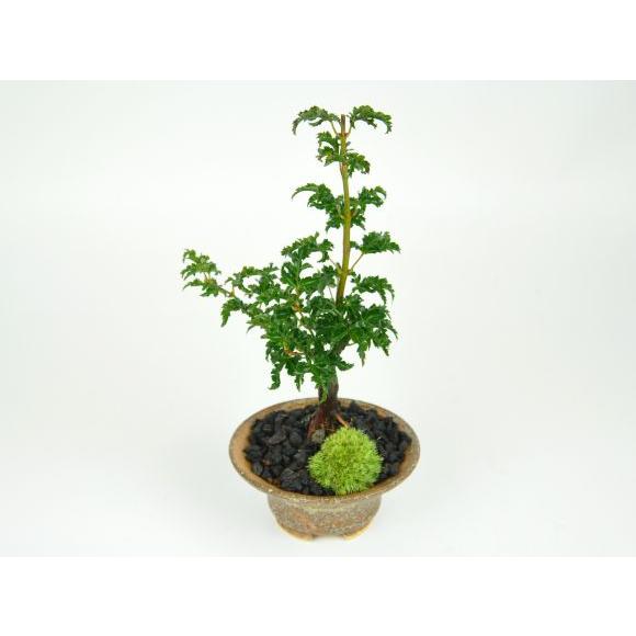 獅子頭もみじ 紅葉する盆栽 鉢植え ミニ盆栽 ギフト 贈り物 おしゃれ
