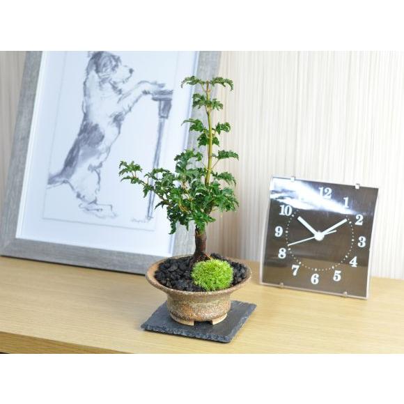 獅子頭もみじ 紅葉する盆栽 鉢植え ミニ盆栽 ギフト 贈り物 おしゃれ