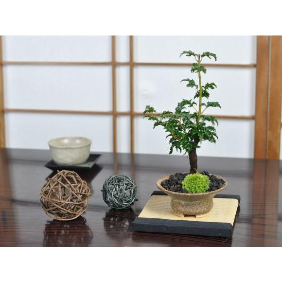 獅子頭もみじ 紅葉する盆栽 鉢植え ミニ盆栽 ギフト 贈り物 おしゃれ