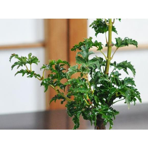 獅子頭もみじ 紅葉する盆栽 鉢植え ミニ盆栽 ギフト 贈り物 おしゃれ