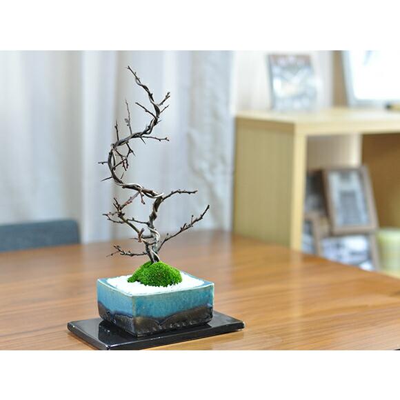 盆栽 長寿梅 曲がり白長寿梅 人気 花盆栽 縁起 ギフト 贈り物 おしゃれ