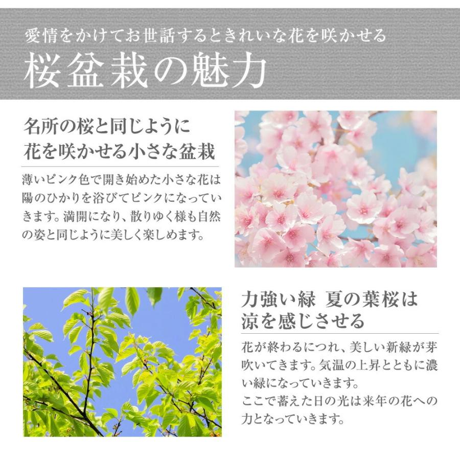 盆栽 桜 ミニ盆栽 桜盆栽 ミニ桜 旭山桜 一才桜 万古焼 なまこ花型 桜 人気 花見  鉢植 お祝い プレゼント 鉢花 贈り物 サクラ｜bonsaimyo｜07