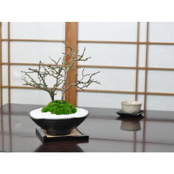 花盆栽 紅白長寿梅 さかずきの器 盆栽 長寿 人気 花芽 ミニ盆栽 花見