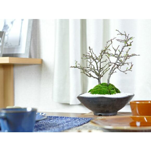 花盆栽 紅白長寿梅 さかずきの器 盆栽 長寿 人気 花芽 ミニ盆栽 花見 四季 鉢植 お祝い プレゼント 鉢花 贈り物 サクラ_4