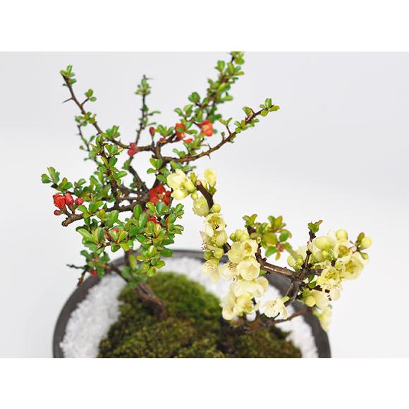 花盆栽 紅白長寿梅 さかずきの器 盆栽 長寿 人気 花芽 ミニ盆栽 花見