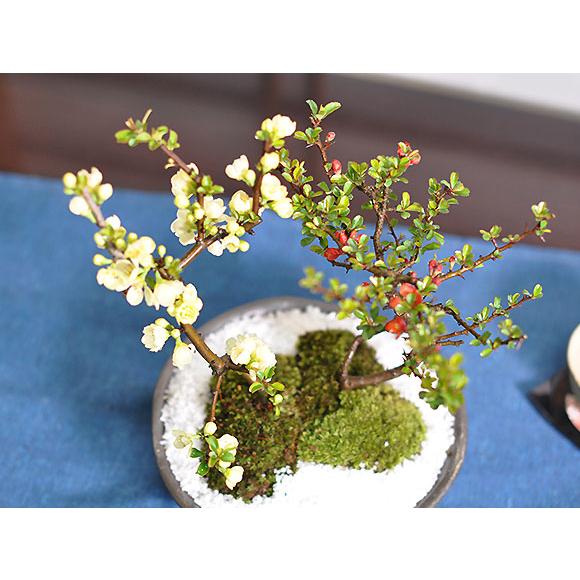 花盆栽 紅白長寿梅 さかずきの器 盆栽 長寿 人気 花芽 ミニ盆栽 花見 四季 鉢植 お祝い プレゼント 鉢花 贈り物 サクラ_7