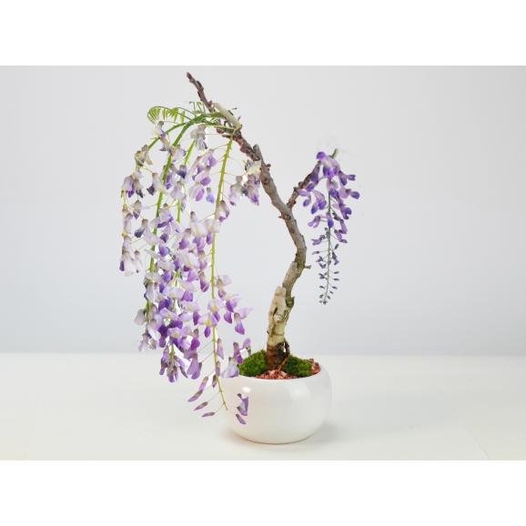 開花中　藤　太幹　鉢植え　盆栽　紫　フジ　古木　ポット 91QFHvhoPPL._UF350,350_QL50_.jpg