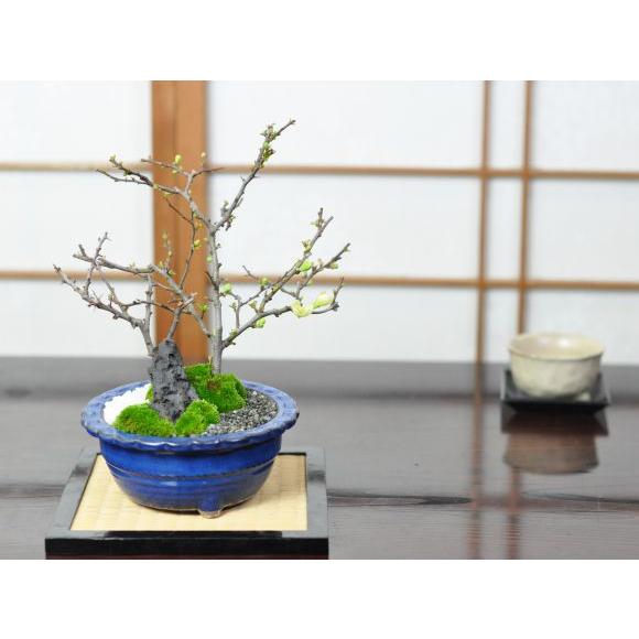 花盆栽 白長寿梅と赤長寿梅の寄植え 盆栽 人気 花芽 ミニ盆栽 花見