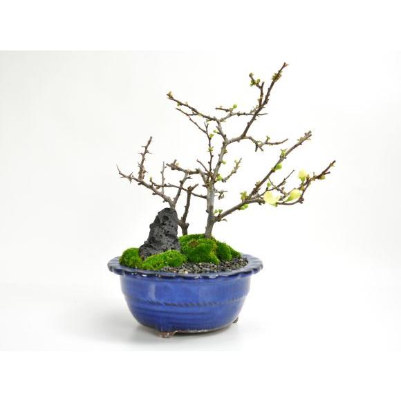 花盆栽 白長寿梅と赤長寿梅の寄植え 盆栽 人気 花芽 ミニ盆栽 花見