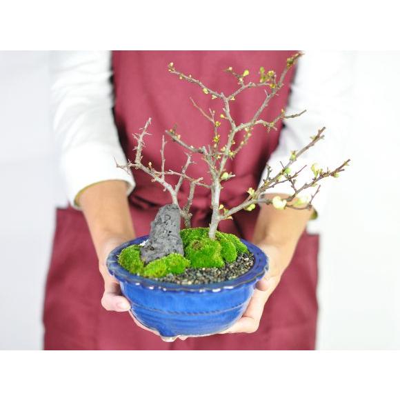 花盆栽 白長寿梅と赤長寿梅の寄植え 盆栽 人気 花芽 ミニ盆栽 花見