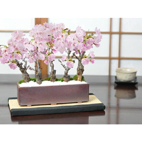 盆栽 桜 桜盆栽 桜街道 ミニ桜5本植え モダン長方鉢受け皿付き旭山桜