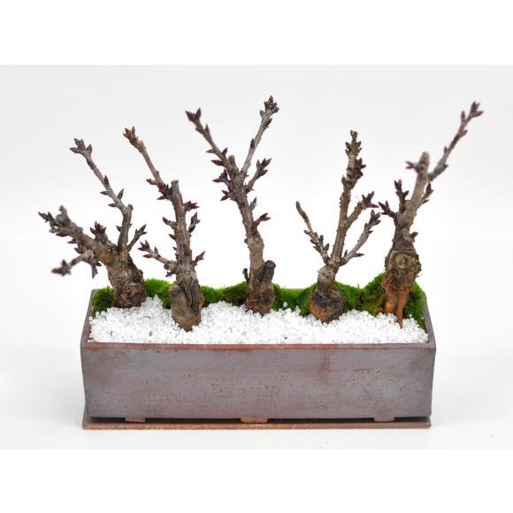 とても可愛い 庭桜の盆栽 4鉢セット 最高の出来です♪♪♪ 激安の投売り とても可愛い 庭桜の盆栽 4鉢セット 最高の出来です♪♪♪ 激安の投