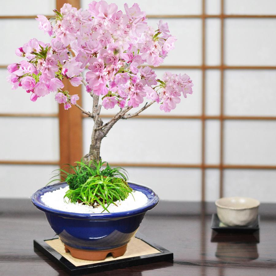 盆栽 桜 大きめ旭山桜と玉竜の寄植え 生子すり鉢 自宅でお花見 花見