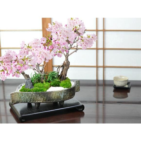 盆栽 桜 桜の豪華寄植え 落ち葉型 信楽焼鉢 12号 大型盆栽 旭山