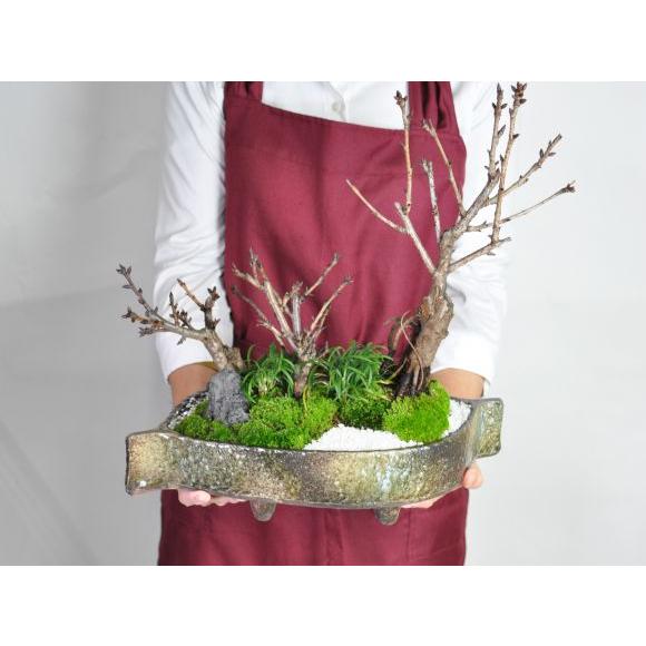 さくら　大鉢 green-very_y-skrosm