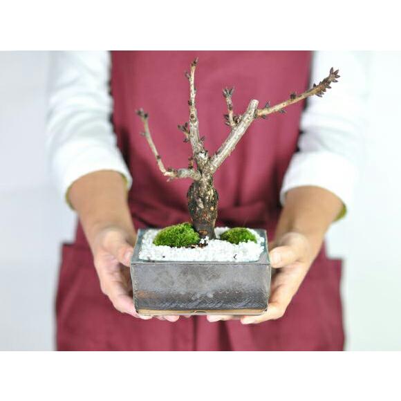 盆栽 桜 桜盆栽 ミニ盆栽 ミニ桜 旭山桜 金彩 4号 信楽焼 花見 盆栽 桜 桜盆栽 ミニ盆栽 ミニ桜 旭山桜 金彩 4号 信楽焼 花見