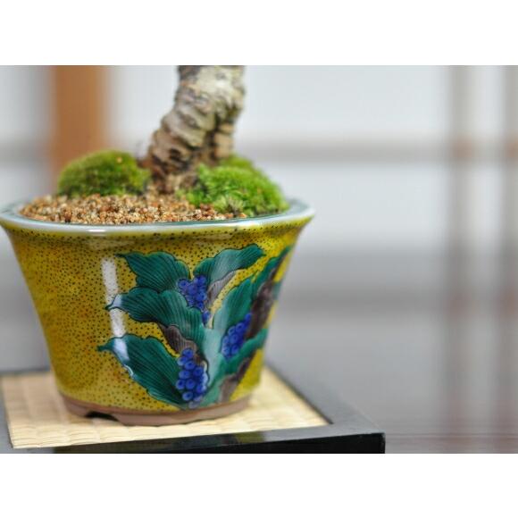 盆栽 藤 中サイズ 九谷焼 藤盆栽 鉢植え 花盆栽 ギフト 贈り物