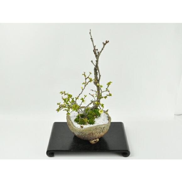 盆栽 藤 中サイズ 白長寿梅寄せ植え イラボ 藤盆栽 鉢植え 花盆栽