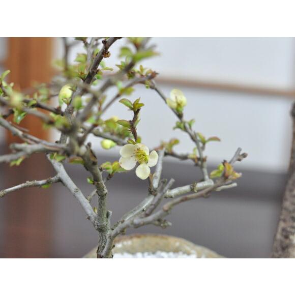 盆栽 藤 中サイズ 白長寿梅寄せ植え イラボ 藤盆栽 鉢植え 花盆栽