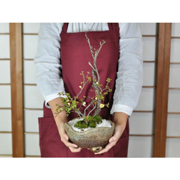 開花終了】盆栽 藤 中サイズ 白長寿梅寄せ植え イラボ 藤盆栽 鉢植え