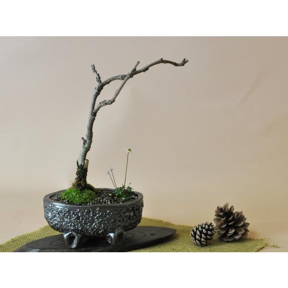 盆栽 藤の和の庭 寄せ植え 梅花オーレン 藤盆栽 鉢植え 花盆栽 ギフト