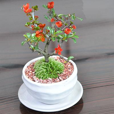 盆栽 花 長寿梅 ミニ盆栽 万古焼白和鉢 受皿付き 人気 ランキング 60代 70代 育て方冊子 肥料付き 花 鉢植え ラッピング a2808 盆栽妙 ヤフー店 通販 Yahoo ショッピング